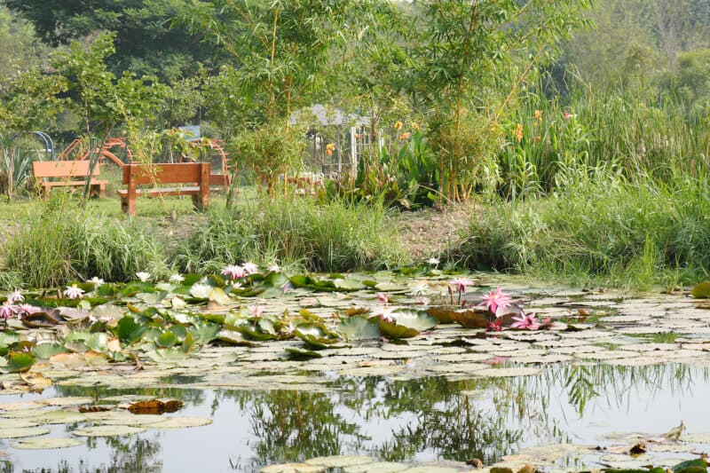 Water lillies in a pond in an eco park